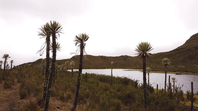P&aacute;ramo whit frailejones. Parque natural chingaza, Colombia 4k