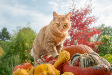 Ginger colored cat standing on pumpkins and watching curiously the autumnal garden in October, Germany