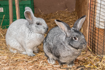 Kaninchen