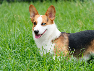 Happy and active purebred Welsh Corgi dog with different color eyes outdoors in the grass on a sunny summer day.