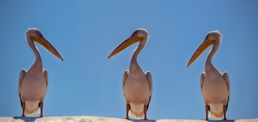 Wild african birds close-up. Three Great Pink Namibian Pelicans Birds Against a Bright Blue Sky