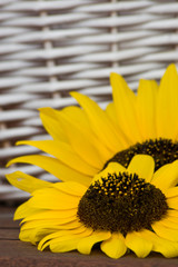 sunflowers in abstract composition on a table and with a wicker basket background