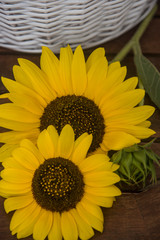 sunflowers in abstract composition on a table and with a wicker basket background