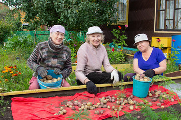 Three Russian elderly women harvest potatoes in the garden. Three close friends work together in the garden. the autumn harvest.