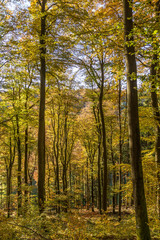 Fototapeta premium Herbstwald