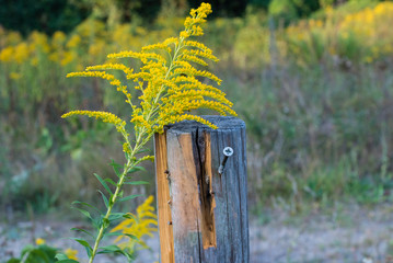 Old post with a wood screw, Yellow flowers and a fence post