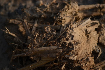 Wood