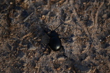 Beetle