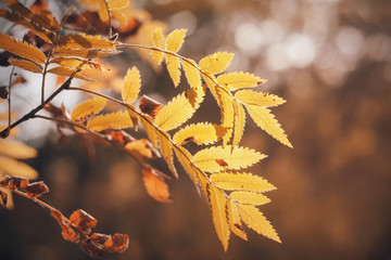 In the golden warm autumn leaves of rowan withered and yellowed, illuminated by the rays of the setting sun.