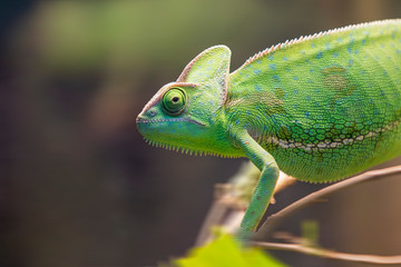 Obraz premium green chameleon in a calm state on a branch