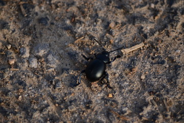 Beetle