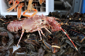 Lobster