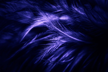 Beautiful abstract texture close up color white and blue feathers background and wallpaper