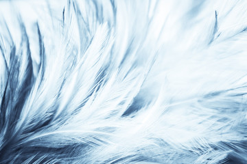 Fototapeta premium Beautiful abstract texture close up color white and blue feathers background and wallpaper