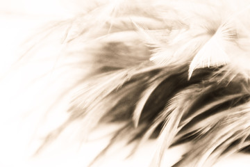 Beautiful abstract close up color black and white feathers on the darkness background and wallpaper
