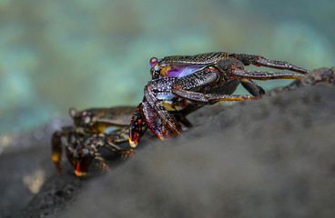 Crabes des Canaries