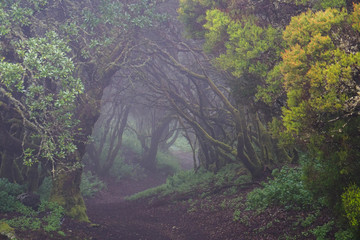 For&ecirc;t enchant&eacute;e