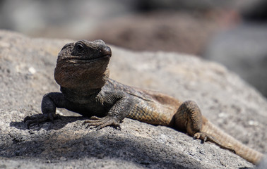 Lézard