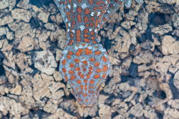 primeval texture, gecko and stones