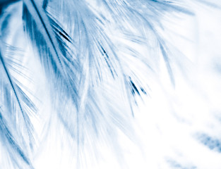 Beautiful abstract texture close up color white and blue feathers background and wallpaper