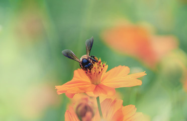 Bee spreading its wings to eat nectar on orange cosmos flowers in the flowers park.