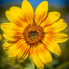 Yellow sunflower with a blue green background