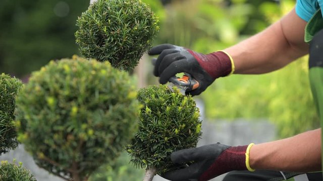 Caucasian Professional Gardener Trimming Decorative Trees in a Garden. Landscaping Industry