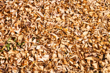 The texture of yellow fallen leaves in the fall. View from above