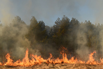 Fototapeta premium wildfire, forest fire, burning forest