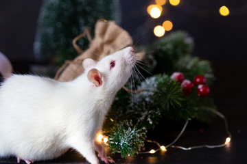 Cute domestic rat in a New Year's decor. Symbol of the year 2020