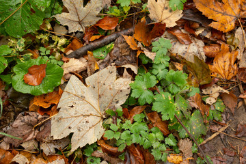 autumn leaves on green grass