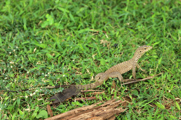 Lizard