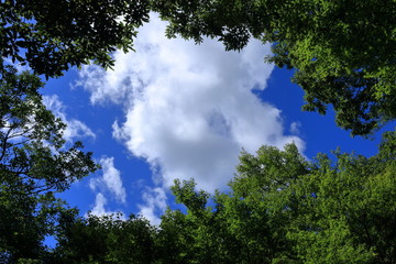 Obraz premium 夏の空