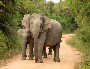 Fototapeta premium Elephants