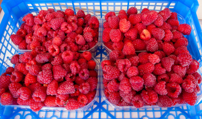 fresh raspberries in blue crate