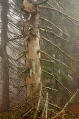 Dry coniferous tree damaged by bark beetles and lichen in a natural forest