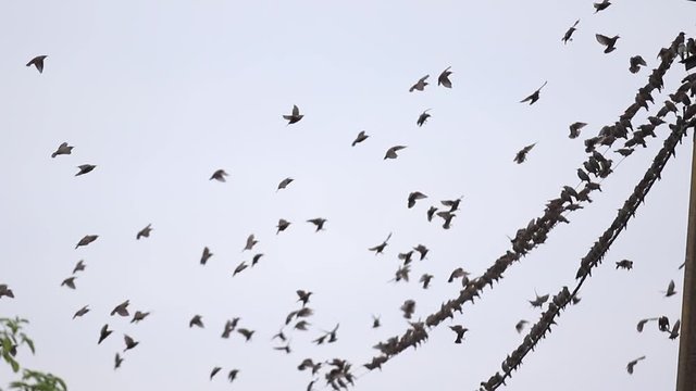 starlings fly through the sky and sit in a row on wires