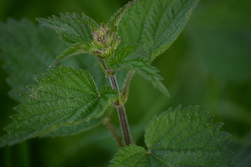 Nettle