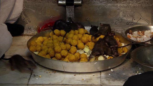 Rats feasts on the offerings placed in stainless steel basins at Karni Mata temple. Full shot.