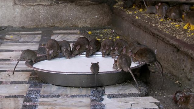 Rats drinking milk from a stainless steel plate in Karni Mata temple. Full shot.