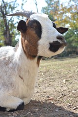 Gros plan d'une ch&egrave;vre couch&eacute;