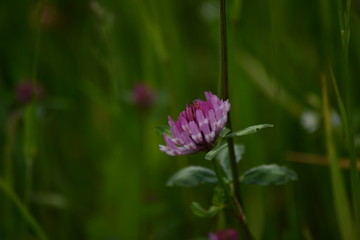 Clover