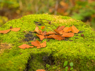 落ち葉　白神山地