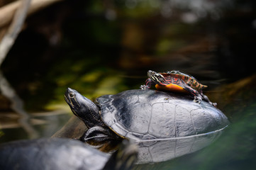 Piggybacking Turtle