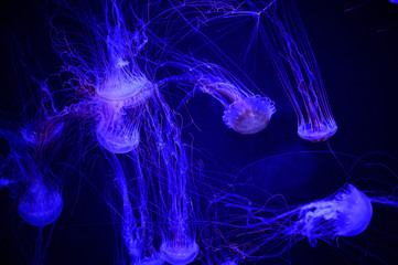 Purple Jelly Fish