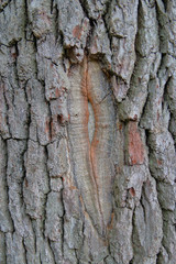 Overgrown damage to the trunk of an old oak.