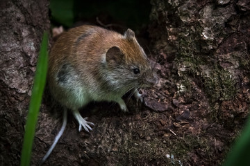 Красота дикого леса