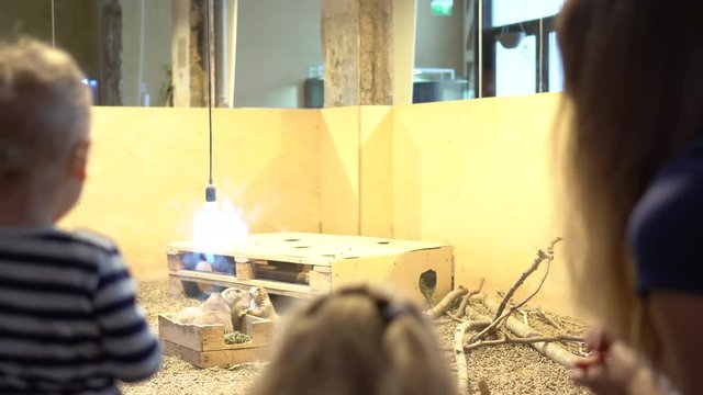Zoo visitors mother with children look at groundhog marmot stand under light