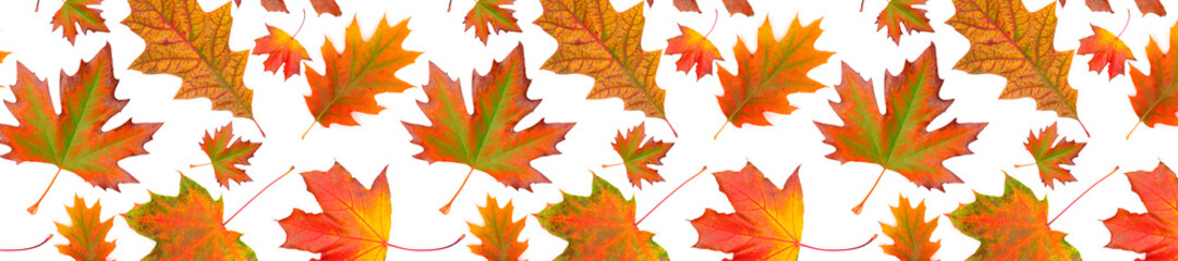 Panorama pattern multicolored autumn leaf  on white background.