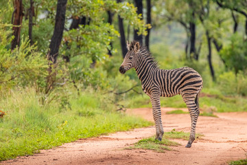 Young zebra ( Equus Burchelli) in african bush, Welgevonden Game Reserve, South Africa.